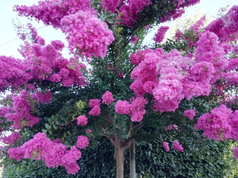 Crape Myrtle Pruning in Rockwall, TX