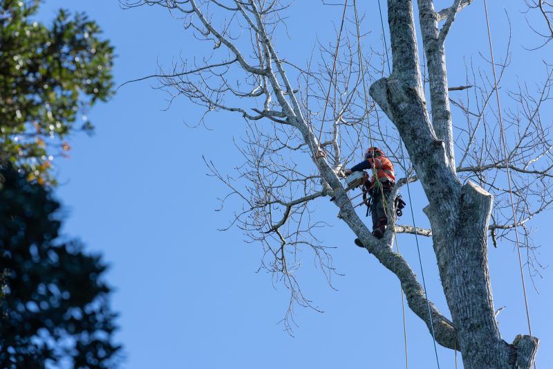 Local Tree Trimming And Pruning pros at work