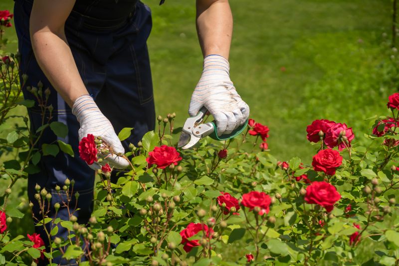 Azalea Pruning in Honolulu, HI