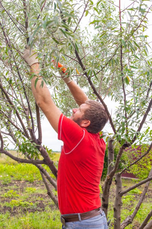 Birch Tree Pruning in Doylestown, PA