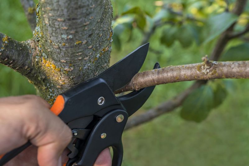 Birch Tree Removal in Montgomery County, PA