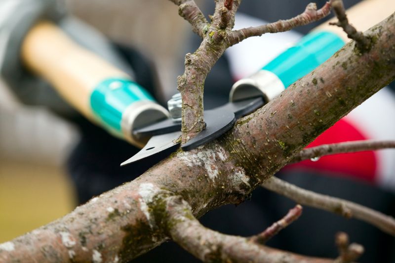 Branches Pruning in San Jose, CA
