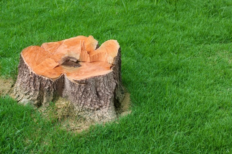 Bush Stump Grinding in Aiken, SC