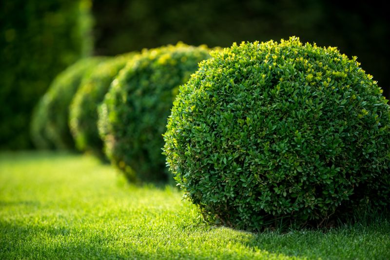 Bush Trimming Service in Rockwall, TX