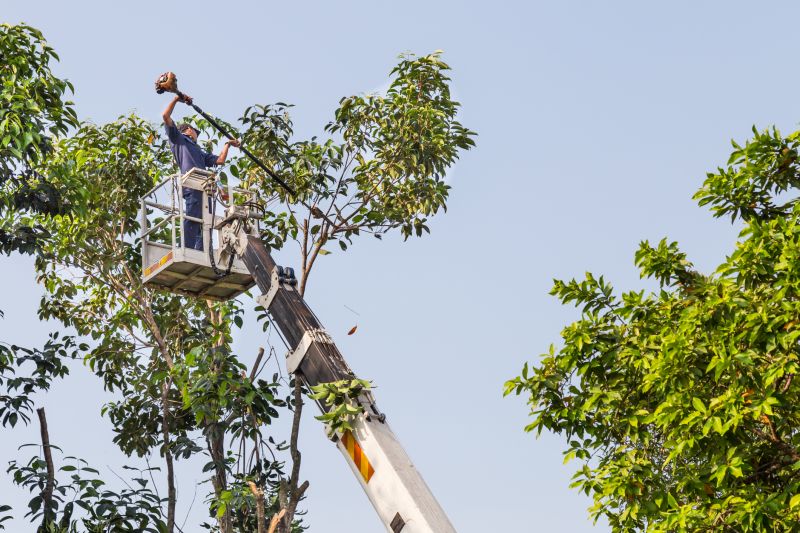 Commercial Tree Trimming in Aiken, SC
