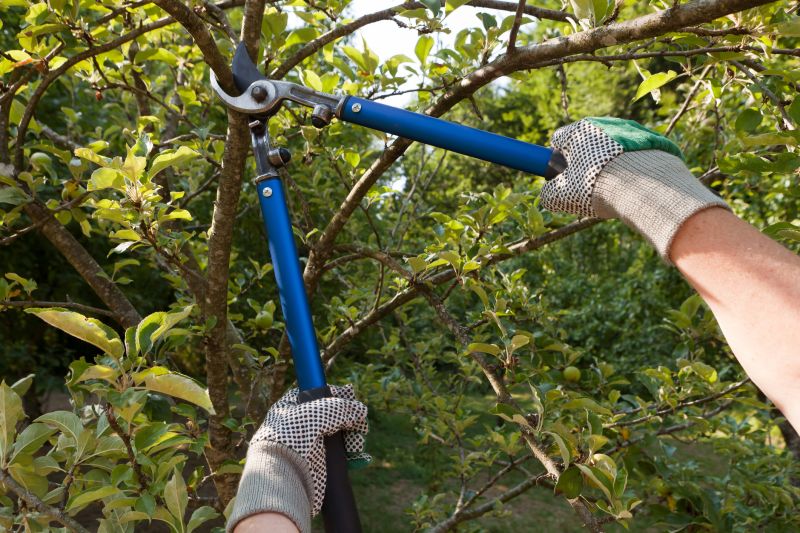 Tree Trimming And Pruning