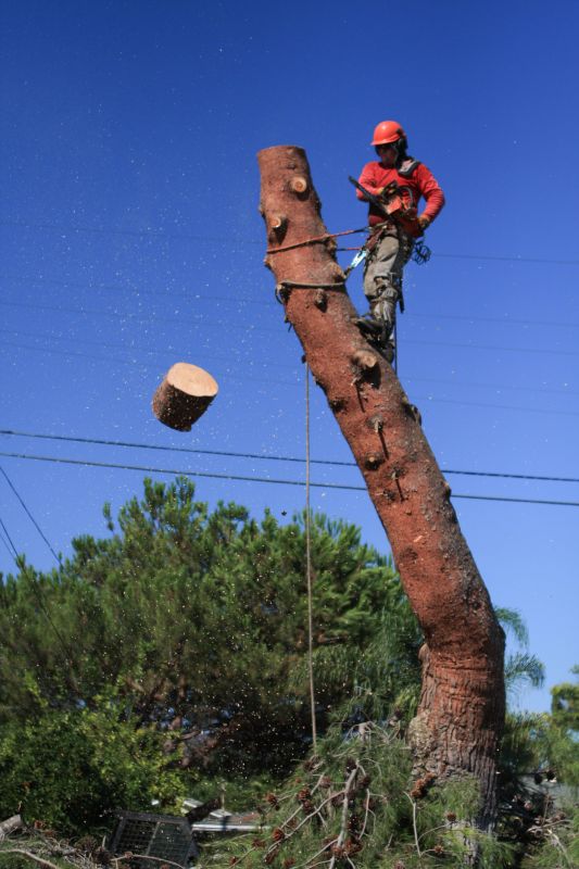 Tree Branch Cutting