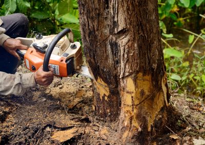 Cypress Tree Removal in Aiken, SC