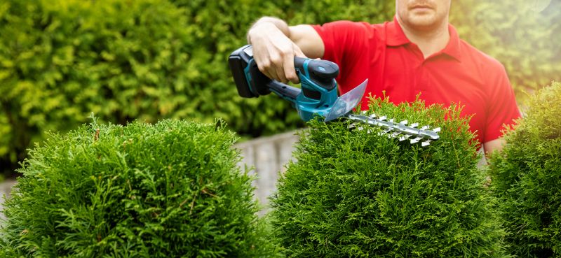 Cypress Tree Trimming in San Jose, CA