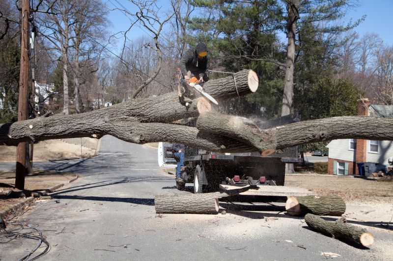 Emergency Tree Removal in Reno, NV