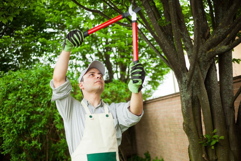 Tree Trimming And Pruning detail