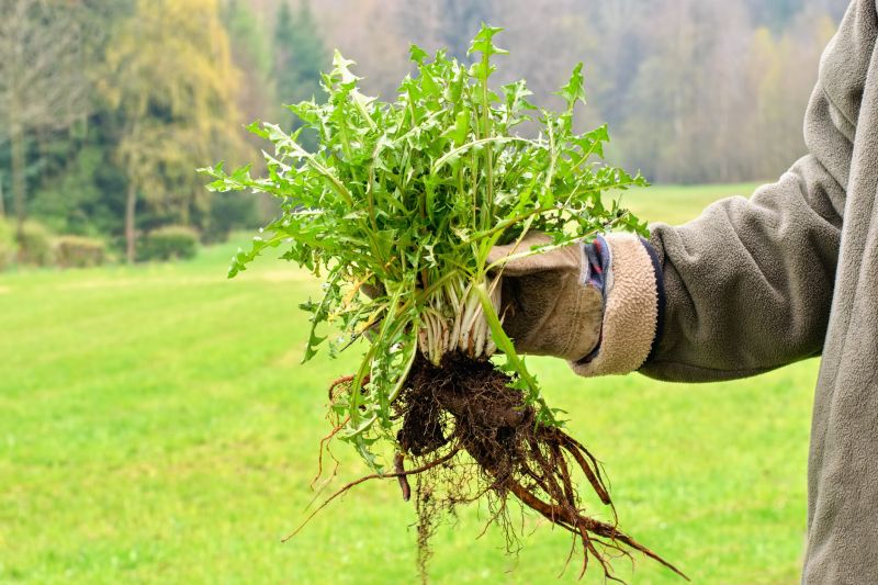 Garden Deweeding in Ventura County, CA