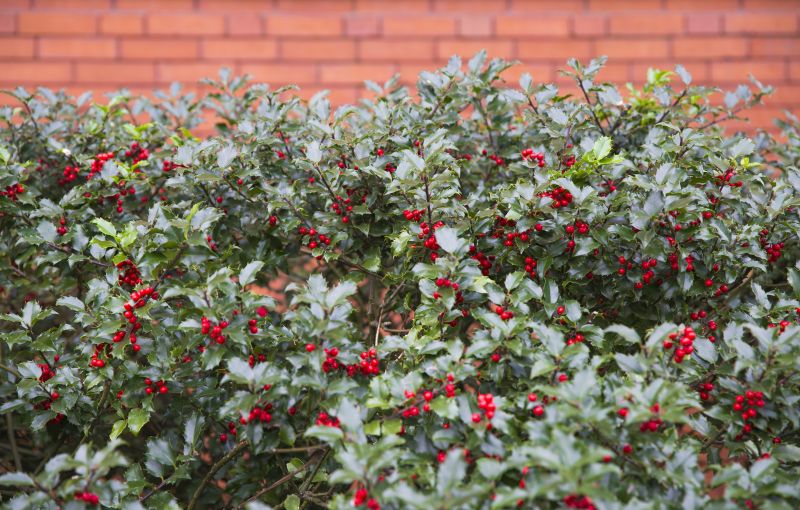 Holly Bushes Trimming in Rockwall, TX