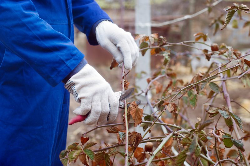 Honeysuckle Trimming in Rockwall, TX