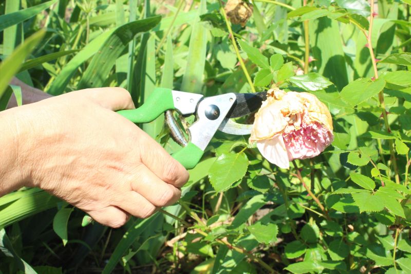 Knockout Roses Pruning in Aiken, SC