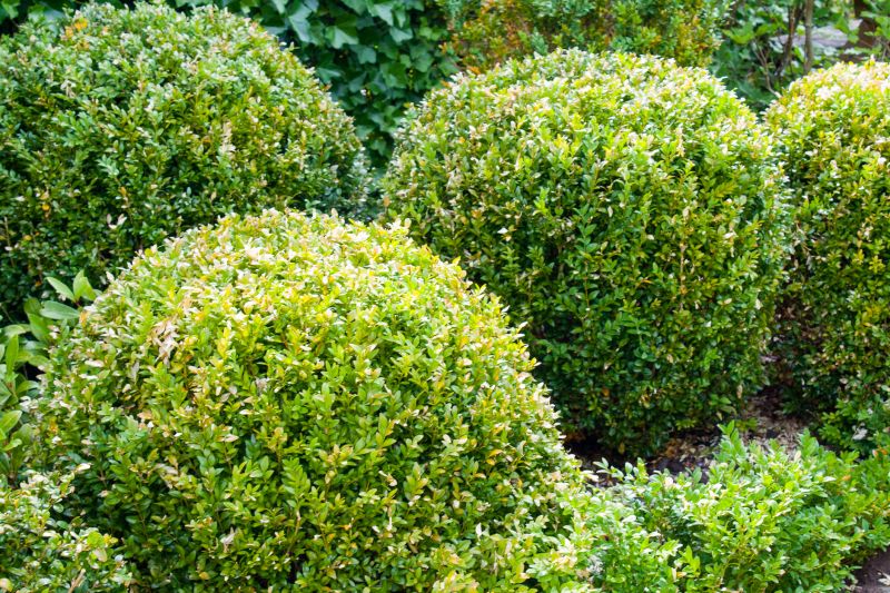 Landscape Pruning Service in Ventura County, CA