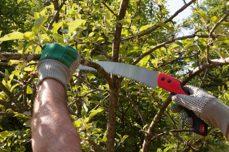 Maple Tree Pruning in Doylestown, PA