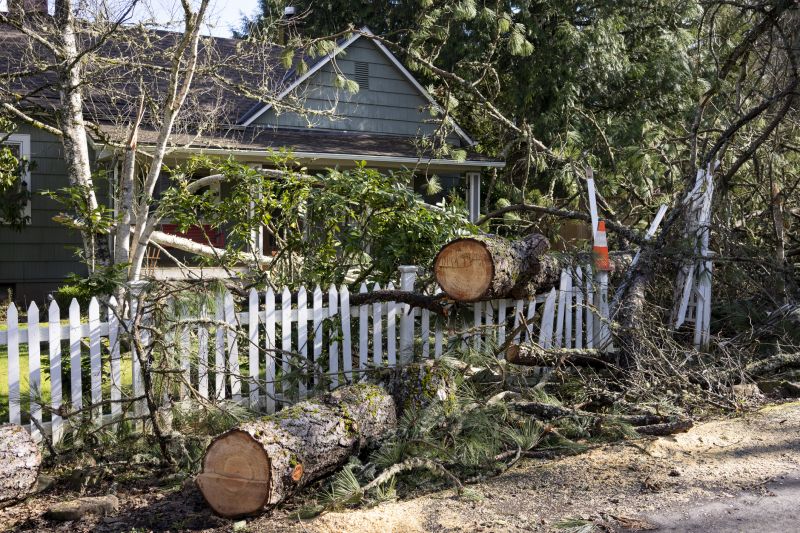 Mimosa Tree Removal in Doylestown, PA