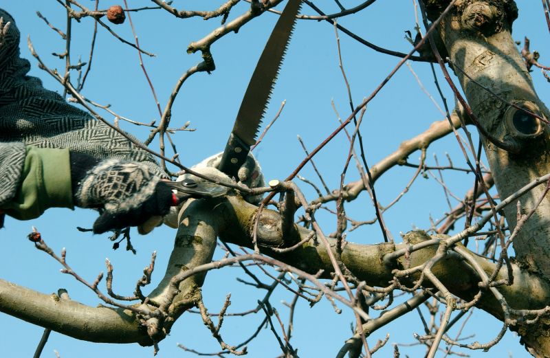 Orchard Tree Pruning in Doylestown, PA