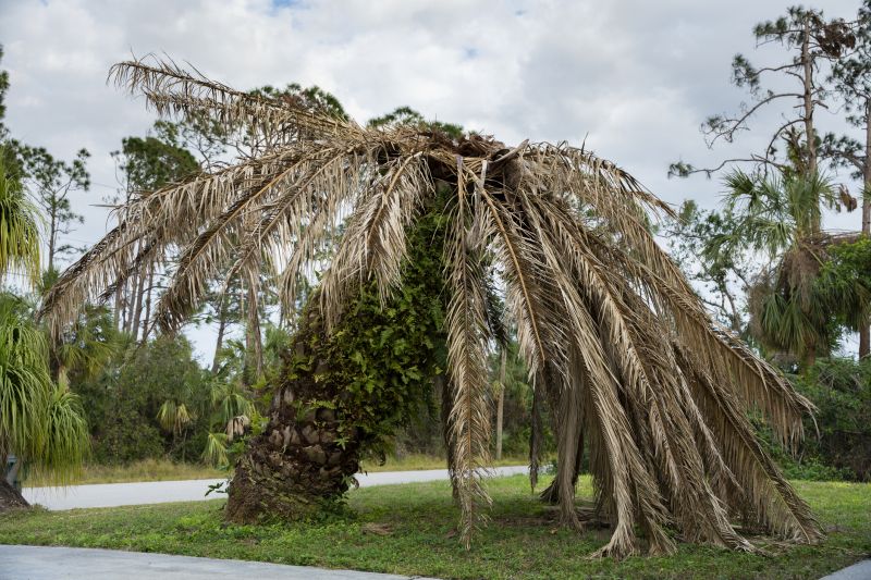 Palm Tree Removal in Allentown, PA