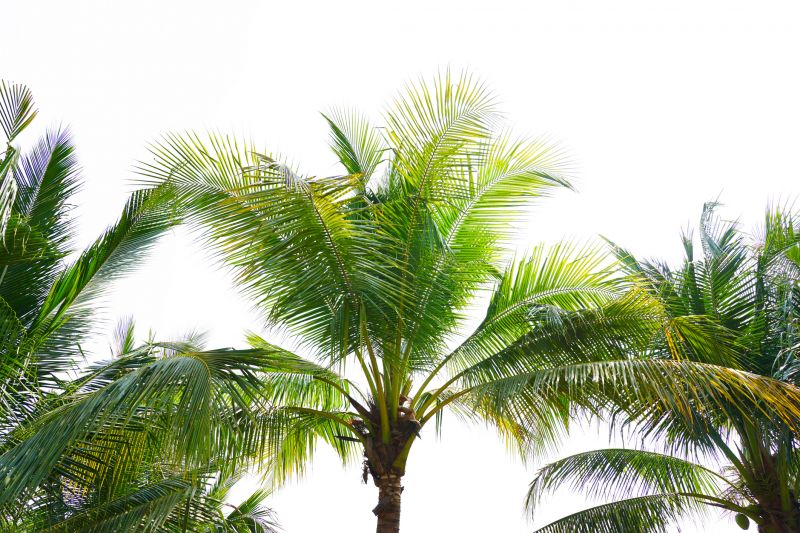 Palm Tree Trimming in Doylestown, PA
