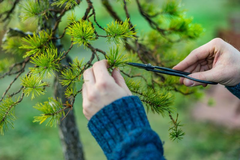 Pear Tree Pruning in Reno, NV