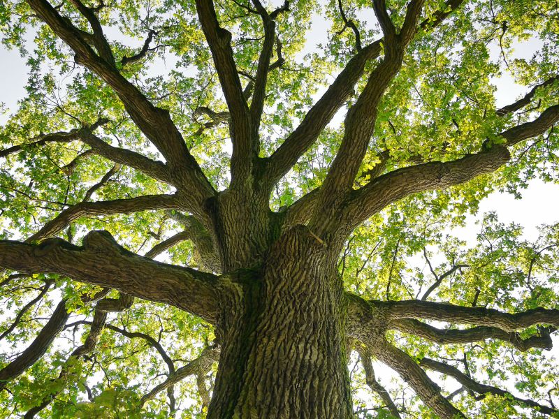 Tree Crown Shaping in Doylestown, PA