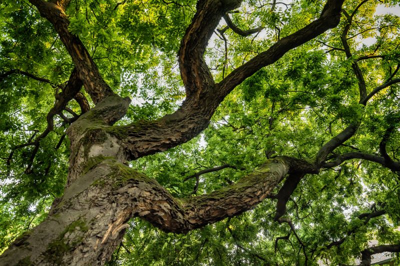 Tree Crown Shaping in Pottstown, PA