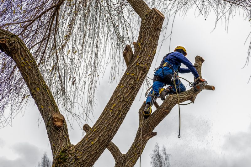 Tree Maintenance Service in Doylestown, PA
