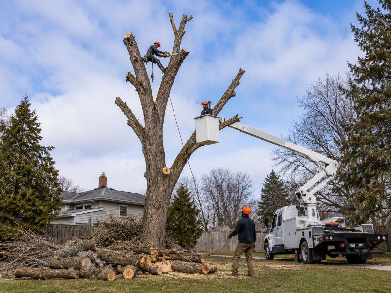 Tree Removal Service in Aiken, SC